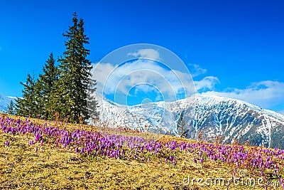 Spring landscape and beautiful crocus flowers,Fagaras mountains,Carpathians,Romania Stock Photo