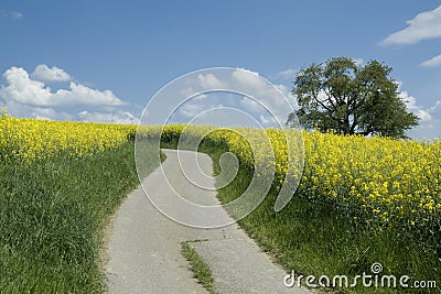 Spring landscape. Blooming rapeseed field. Stock Photo