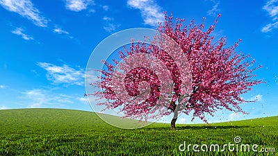 Spring landscape with blooming sakura cherry tree Cartoon Illustration