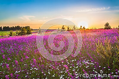 Spring landscape with blooming wild flowers in meadow Stock Photo