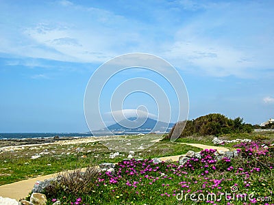 Spring landscape with blooming wild pink flower carpet and curve path on the Atlantic Ocean coast, Portugal, Europe Stock Photo