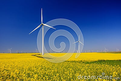 Yellow expanse with rapeseed flowers and the background wind turbines Stock Photo