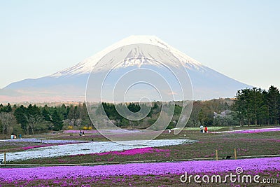 Spring Landscape of colorful Shibazakura flower fields with Mount Fuji in Japan Editorial Stock Photo