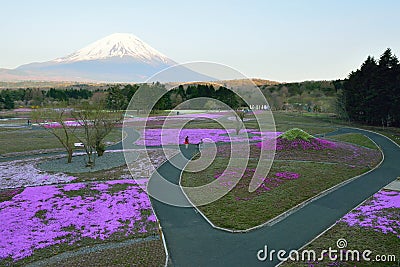 Spring Landscape of colorful Shibazakura flower fields with Mount Fuji in Japan Editorial Stock Photo