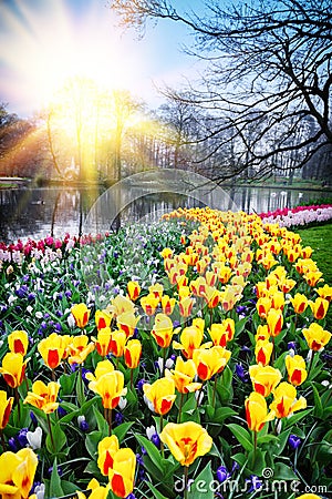 Spring landscape with colorful tulips Stock Photo