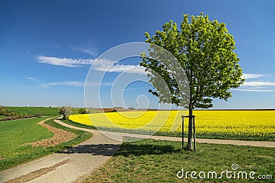 Spring landscape. Cultivated colorful raps field in Germany Stock Photo