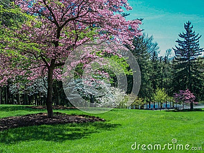 Scenic Spring Landscape - Flowering Dogwood Trees Stock Photo