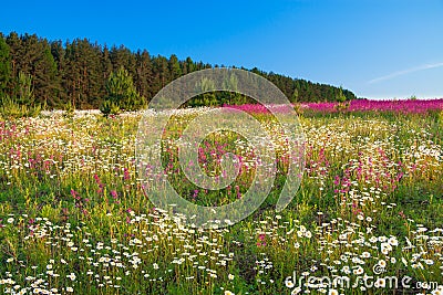 Spring landscape with flowers on a meadow and sunset Stock Photo