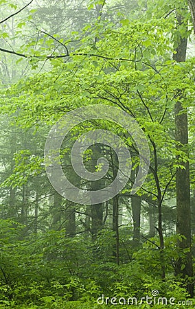 Spring Landscape, Great Smoky Mtns Nat Park, TN Stock Photo