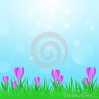 Spring landscape with green grass with purple spring flowers and blue sky with sun reflections. Crocus in the spring sunshine Vector Illustration