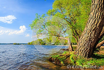 Spring landscape. Green trees on lake shore in springtime Stock Photo