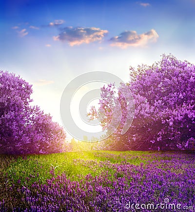 Spring landscape Stock Photo