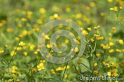 Spring landscape with many blooming and intertwining yellow buttercups Stock Photo