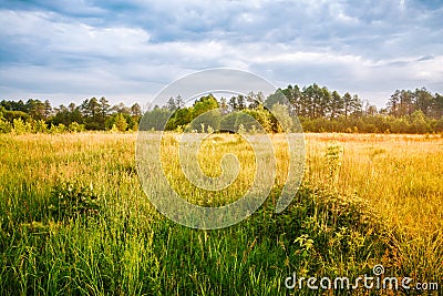 Spring landscape with meadow and forest in the morning Stock Photo