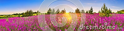 Spring landscape panorama with flowering flowers in meadow Stock Photo