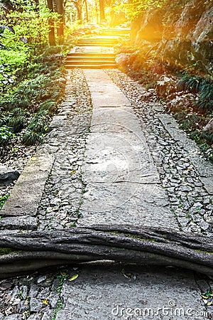 Spring landscape, The path is full of obstacles. There are trees in front of the corridor, But the way ahead also has hope and Editorial Stock Photo