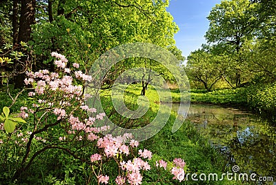 Spring landscape with pond Stock Photo