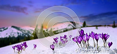 Spring landscape rising sun and blooming flowers violet crocuses Crocus heuffelianus on glade in mountains covered of snow. Stock Photo