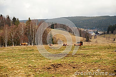 Spring landscape in Sumava Stock Photo