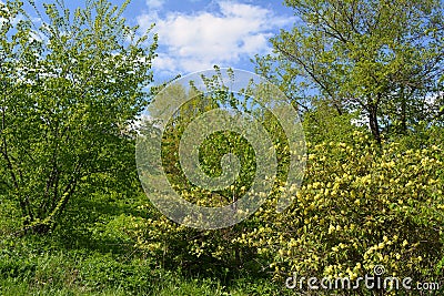 Spring landscape with trees and blooming bushes in sunny day Stock Photo