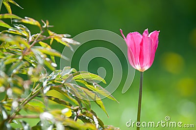 Spring landscape, tulips in a flowerbed of the city. Tulip in th Stock Photo