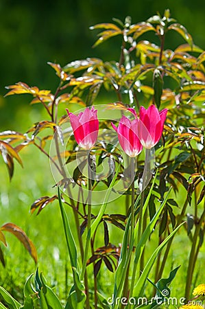 Spring landscape, tulips in a flowerbed of the city. Tulip in th Stock Photo