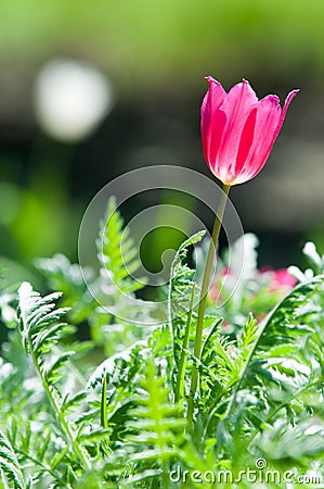 Spring landscape, tulips in a flowerbed of the city. Tulip in th Stock Photo