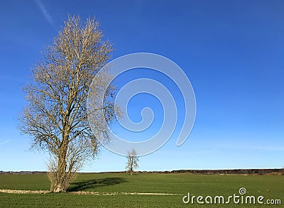 Spring landscape with two trees in green field, Minimalistic composition and copy space Stock Photo