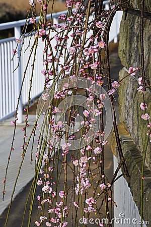 Weeping plum blossoms Stock Photo