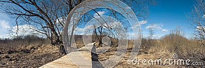 spring landscape. wooden road through marshland with dry grass between bare trees under a blue sky Stock Photo