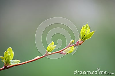 Spring Leaves Stock Photo