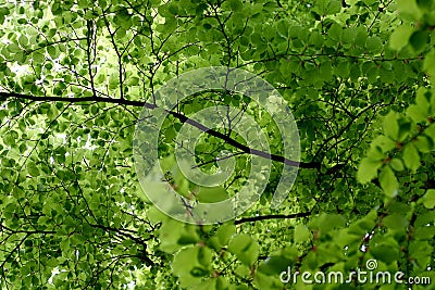 Spring leaves Stock Photo