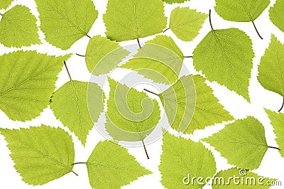 Spring leaves Stock Photo