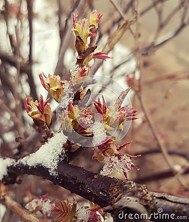 Spring leaves and snow Stock Photo