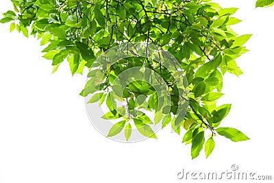 Spring Leaves of white magnolia tree Stock Photo