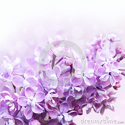 Spring lilac Stock Photo