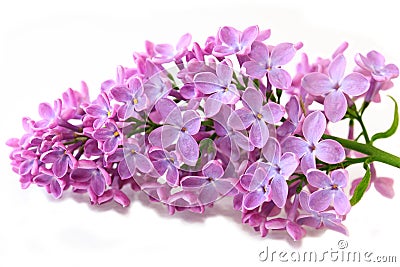 Spring Lilac Stock Photo