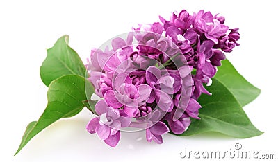 Spring lilac flower Stock Photo