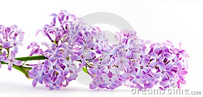 Spring lilac flowers blooming. Isolated on white, Stock Photo