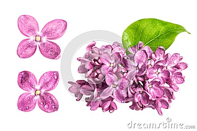 Spring lilac flowers with water drops isolated on white background Stock Photo