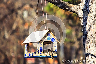 Bird in birdhouse Stock Photo