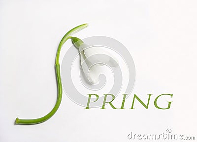 Spring Logo Stock Photo