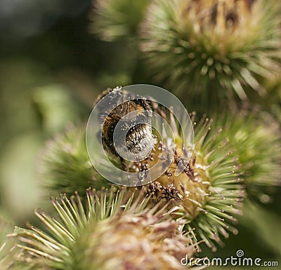 Spring in London; gardens, parks and streets - thistle and a bee. Stock Photo
