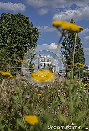 Spring in London; gardens, parks and streets - yellow flowers, blue skies and tall buildings. Stock Photo