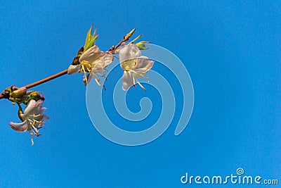 Spring macro of blooming winter honeysuckle Lonicera fragrantissima standishii, or January jasmine Stock Photo