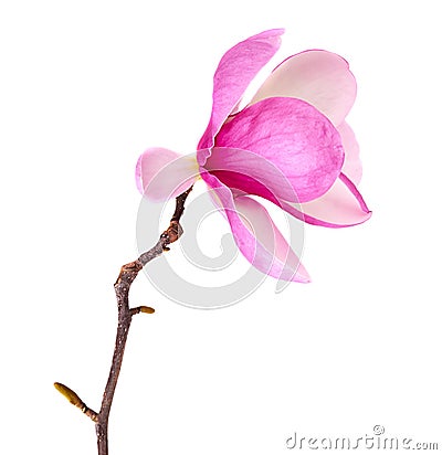 Spring magnolia blossoms Stock Photo