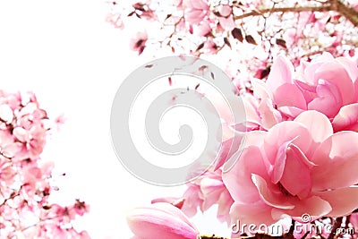 Spring magnolia tree in bloom Stock Photo