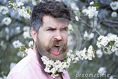 Spring man in cherry blossom. Screaming bearded brutal man and looking at the camera, goal, winner, celebrating. Face Stock Photo