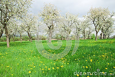 Spring Meadow Stock Photo