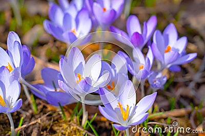 Spring meadow of blooming purple crocus flowers lilac petals yellow stamens Stock Photo